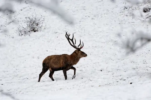 Hubertus Hunting
