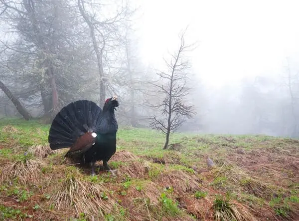 Hubertus Hunting