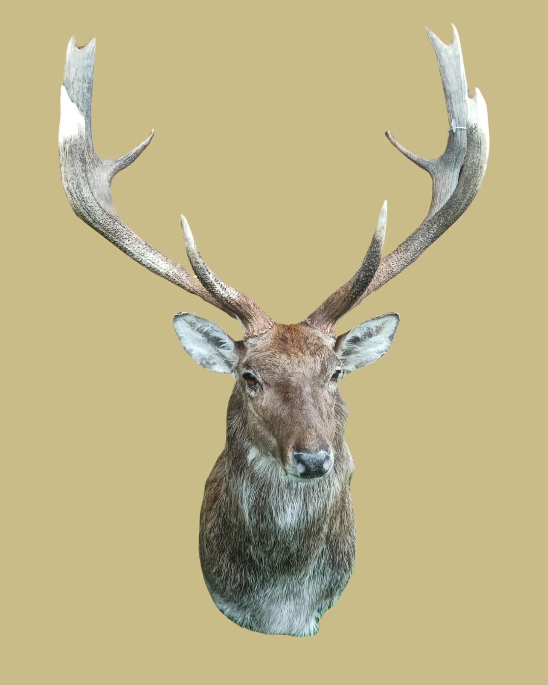 Hubertus Hunting